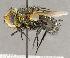  ( - CNC708004)  @11 [ ] No Rights Reserved (2018) Unspecified Canadian National Collection of Insects, Arachnids and Nematodes