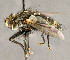  ( - CNC708426)  @11 [ ] No Rights Reserved (2018) Unspecified Canadian National Collection of Insects, Arachnids and Nematodes