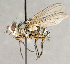  ( - CNC722794)  @14 [ ] No Rights Reserved (2018) Unspecified Canadian National Collection of Insects, Arachnids and Nematodes