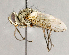  ( - CNC722795)  @13 [ ] No Rights Reserved (2018) Unspecified Canadian National Collection of Insects, Arachnids and Nematodes