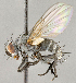  ( - CNC734757)  @11 [ ] No Rights Reserved (2018) Unspecified Canadian National Collection of Insects, Arachnids and Nematodes