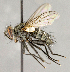  ( - CNC734770)  @11 [ ] No Rights Reserved (2018) Unspecified Canadian National Collection of Insects, Arachnids and Nematodes