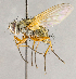  ( - CNC739166)  @14 [ ] No Rights Reserved (2018) Unspecified Canadian National Collection of Insects, Arachnids and Nematodes