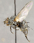  ( - CNC751778)  @11 [ ] No Rights Reserved (2018) Unspecified Canadian National Collection of Insects, Arachnids and Nematodes