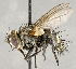  ( - CNC751779)  @11 [ ] No Rights Reserved (2018) Unspecified Canadian National Collection of Insects, Arachnids and Nematodes