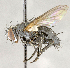  ( - CNC751839)  @13 [ ] No Rights Reserved (2018) Unspecified Canadian National Collection of Insects, Arachnids and Nematodes