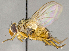  (Ceromya americana - CNC751843)  @15 [ ] No Rights Reserved (2018) Unspecified Canadian National Collection of Insects, Arachnids and Nematodes