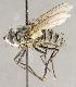  ( - CNC751933)  @14 [ ] No Rights Reserved (2018) Unspecified Canadian National Collection of Insects, Arachnids and Nematodes