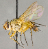  ( - CNC751963)  @13 [ ] No Rights Reserved (2018) Unspecified Canadian National Collection of Insects, Arachnids and Nematodes