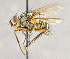  ( - CNC754721)  @13 [ ] No Rights Reserved (2018) Unspecified Canadian National Collection of Insects, Arachnids and Nematodes