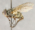  ( - CNC754722)  @13 [ ] No Rights Reserved (2018) Unspecified Canadian National Collection of Insects, Arachnids and Nematodes