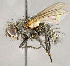  ( - CNC755866)  @11 [ ] No Rights Reserved (2018) Unspecified Canadian National Collection of Insects, Arachnids and Nematodes