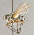  ( - CNC758516)  @14 [ ] No Rights Reserved (2018) Unspecified Canadian National Collection of Insects, Arachnids and Nematodes
