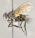  ( - CNC758528)  @11 [ ] No Rights Reserved (2018) Unspecified Canadian National Collection of Insects, Arachnids and Nematodes