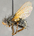  (Hyalurgus clistoides - CNC759935)  @11 [ ] No Rights Reserved (2018) Unspecified Canadian National Collection of Insects, Arachnids and Nematodes