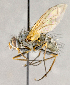  ( - CNC759936)  @13 [ ] No Rights Reserved (2018) Unspecified Canadian National Collection of Insects, Arachnids and Nematodes