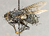  ( - CNC760192)  @11 [ ] No Rights Reserved (2018) Unspecified Canadian National Collection of Insects, Arachnids and Nematodes
