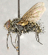  ( - CNC840346)  @11 [ ] No Rights Reserved (2018) Unspecified Canadian National Collection of Insects, Arachnids and Nematodes