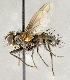  (Vibrissina aurifrons - CNC840324)  @14 [ ] No Rights Reserved (2018) Unspecified Canadian National Collection of Insects, Arachnids and Nematodes