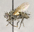  (Campylocheta sp. GER2 - CNC840393)  @11 [ ] No Rights Reserved (2018) Unspecified Canadian National Collection of Insects, Arachnids and Nematodes
