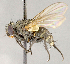  ( - CNC840349)  @11 [ ] No Rights Reserved (2018) Unspecified Canadian National Collection of Insects, Arachnids and Nematodes