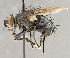  ( - CNC840421)  @13 [ ] No Rights Reserved (2018) Unspecified Canadian National Collection of Insects, Arachnids and Nematodes