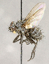  ( - CNC840438)  @11 [ ] No Rights Reserved (2018) Unspecified Canadian National Collection of Insects, Arachnids and Nematodes