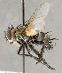  ( - CNC840459)  @14 [ ] No Rights Reserved (2018) Unspecified Canadian National Collection of Insects, Arachnids and Nematodes
