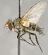 ( - CNC840616)  @11 [ ] No Rights Reserved (2018) Unspecified Canadian National Collection of Insects, Arachnids and Nematodes