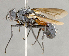  ( - CNC852571)  @11 [ ] No Rights Reserved (2018) Unspecified Canadian National Collection of Insects, Arachnids and Nematodes