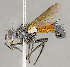  ( - CNC852573)  @14 [ ] No Rights Reserved (2018) Unspecified Canadian National Collection of Insects, Arachnids and Nematodes