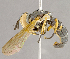  ( - CNC852580)  @11 [ ] No Rights Reserved (2018) Unspecified Canadian National Collection of Insects, Arachnids and Nematodes