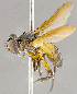  ( - CNC852585)  @13 [ ] No Rights Reserved (2018) Unspecified Canadian National Collection of Insects, Arachnids and Nematodes