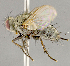 (Campylocheta plathypenae - CNC852587)  @11 [ ] No Rights Reserved (2018) Unspecified Canadian National Collection of Insects, Arachnids and Nematodes