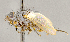  ( - CNC852588)  @11 [ ] No Rights Reserved (2018) Unspecified Canadian National Collection of Insects, Arachnids and Nematodes