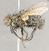  (Ateloglossa sp. JOS1 - CNC852589)  @11 [ ] No Rights Reserved (2018) Unspecified Canadian National Collection of Insects, Arachnids and Nematodes