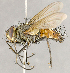  ( - CNC852598)  @14 [ ] No Rights Reserved (2018) Unspecified Canadian National Collection of Insects, Arachnids and Nematodes