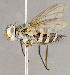  (Zelia sp. JOS1 - CNC852602)  @13 [ ] No Rights Reserved (2018) Unspecified Canadian National Collection of Insects, Arachnids and Nematodes