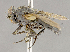  ( - CNC852606)  @13 [ ] No Rights Reserved (2018) Unspecified Canadian National Collection of Insects, Arachnids and Nematodes