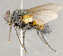  ( - CNC852607)  @13 [ ] No Rights Reserved (2018) Unspecified Canadian National Collection of Insects, Arachnids and Nematodes