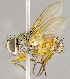  (Anisia sp. JOS1 - CNC852619)  @11 [ ] No Rights Reserved (2018) Unspecified Canadian National Collection of Insects, Arachnids and Nematodes