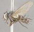  ( - CNC852623)  @11 [ ] No Rights Reserved (2018) Unspecified Canadian National Collection of Insects, Arachnids and Nematodes