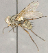  ( - CNC852624)  @13 [ ] No Rights Reserved (2018) Unspecified Canadian National Collection of Insects, Arachnids and Nematodes
