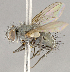  ( - CNC852625)  @11 [ ] No Rights Reserved (2018) Unspecified Canadian National Collection of Insects, Arachnids and Nematodes