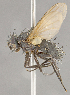  ( - CNC852627)  @11 [ ] No Rights Reserved (2018) Unspecified Canadian National Collection of Insects, Arachnids and Nematodes