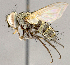 (Lixophaga sp. JOS3 - CNC852631)  @13 [ ] No Rights Reserved (2018) Unspecified Canadian National Collection of Insects, Arachnids and Nematodes