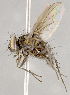 (Myiopharus sp. JOS1 - CNC852634)  @11 [ ] No Rights Reserved (2018) Unspecified Canadian National Collection of Insects, Arachnids and Nematodes