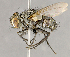  ( - CNC852644)  @11 [ ] No Rights Reserved (2018) Unspecified Canadian National Collection of Insects, Arachnids and Nematodes