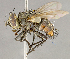  ( - CNC852648)  @13 [ ] No Rights Reserved (2018) Unspecified Canadian National Collection of Insects, Arachnids and Nematodes