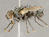  ( - CNC852650)  @11 [ ] No Rights Reserved (2018) Unspecified Canadian National Collection of Insects, Arachnids and Nematodes